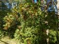 Acer pseudoplatanus